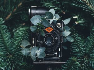 camera surrounded by greenery