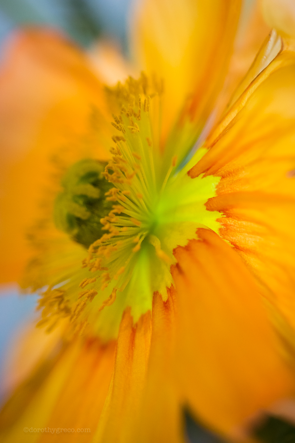yellow anemone