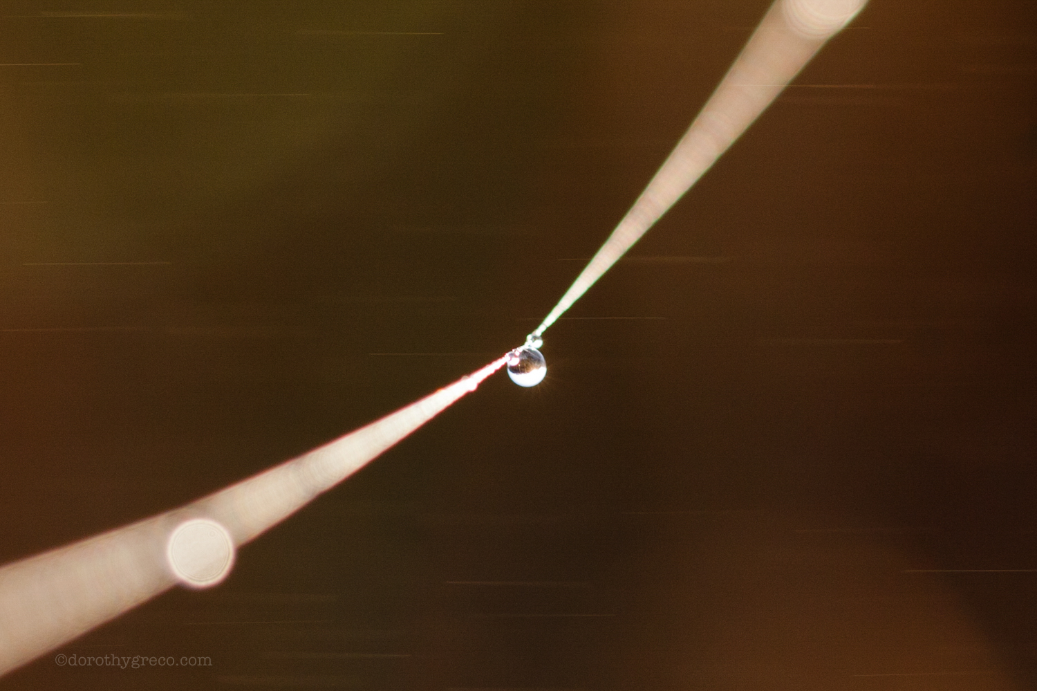water drop on spider's web