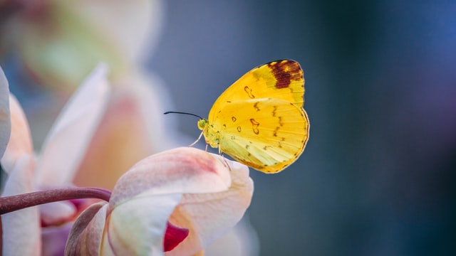 yellow butterfly on flower petal